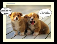 /album/fotogaleria/imagenes-chistosas-perrito-se-echa-un-gas-jpg/
